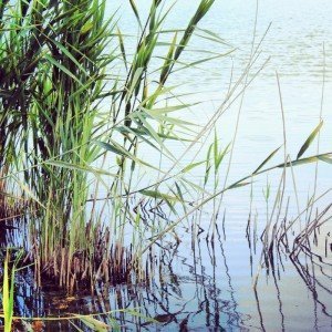 Marginal fishing sul fiume Fratta