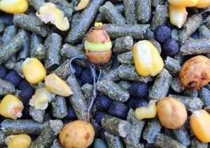 A caccia di erbivore nel Ferrarese