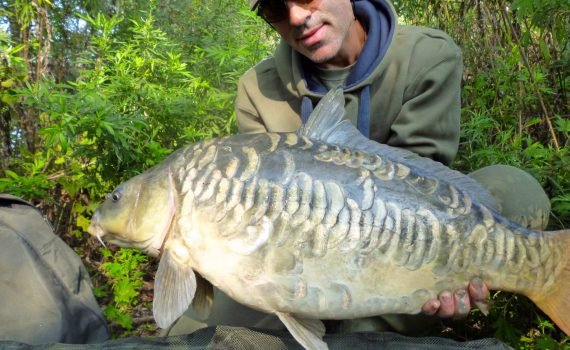 Mirror carp