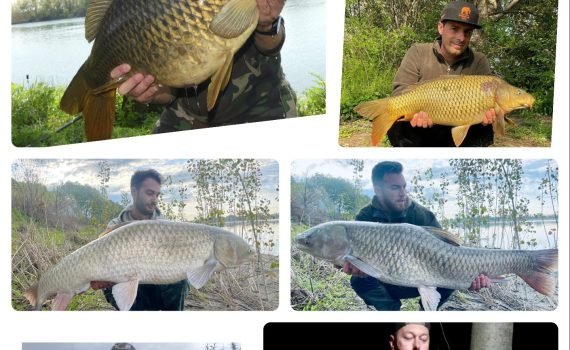 Mastodont Baits News